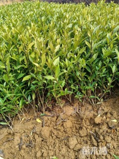 高度30厘米小叶栀子小苗