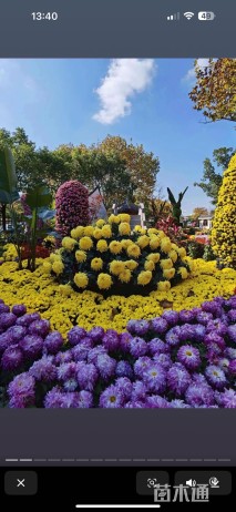 高度10厘米国庆菊