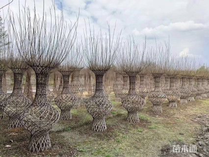 1200厘米紫薇花瓶