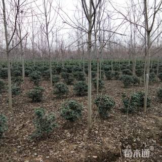 冠幅1000厘米大叶黄杨球