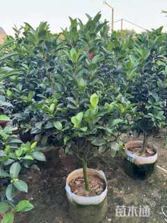 高度80厘米四季茶花