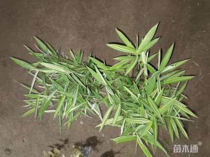 容器苗菲白竹