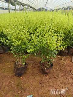 高度30厘米亮金女贞