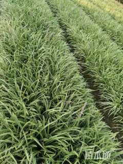 高度10厘米金边麦冬