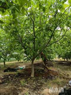 15公分桃树
