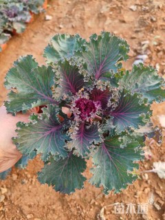 高度15厘米羽衣甘蓝