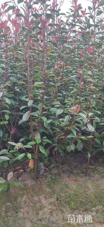 1.5公分红叶石楠