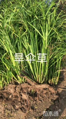 高度50厘米旱伞草