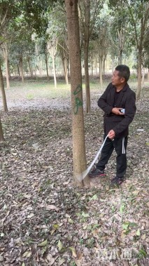 13公分大叶女贞