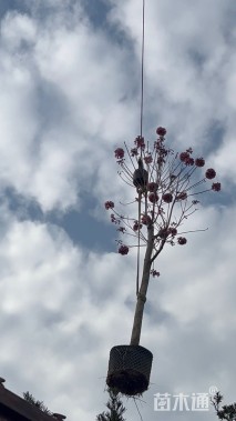 8公分紫花风铃木