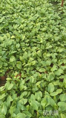 高度30厘米玉簪