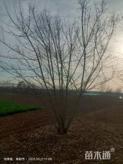 高度600厘米丛生元宝枫