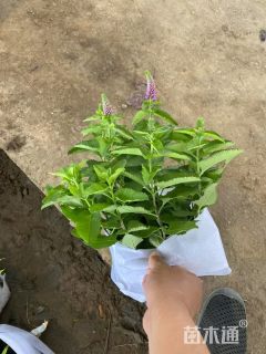 高度20厘米婆婆纳