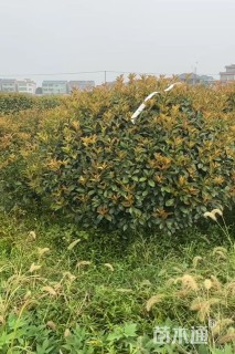 冠幅250厘米红叶石楠球