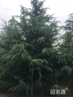 原生苗雪松