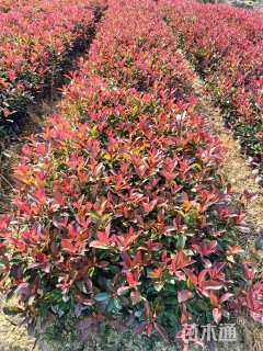 1公分红叶石楠