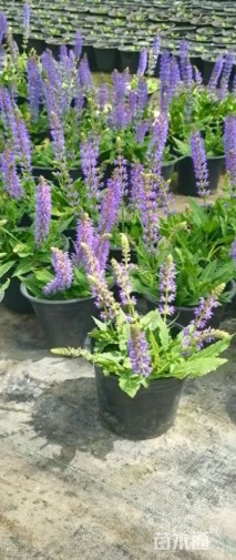 高度30厘米鼠尾草