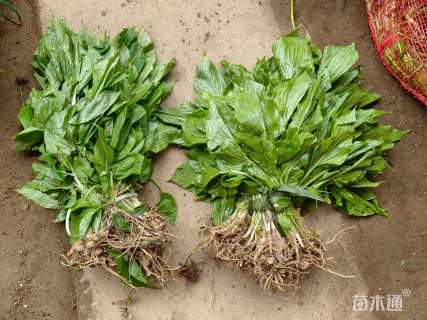 高度20厘米玉簪