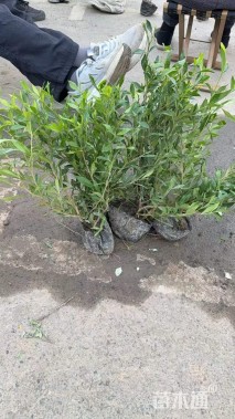 高度40厘米小叶栀子