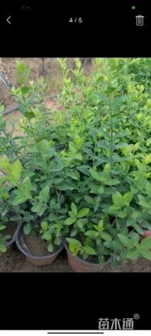 20厘米扶芳藤