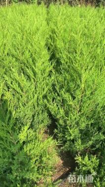 高度50厘米蜀桧