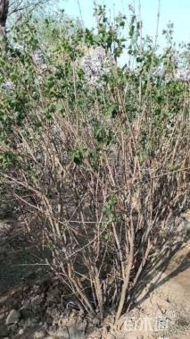 高度150厘米丛生丁香