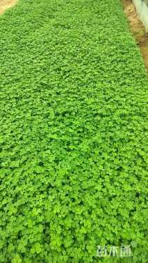 高度10厘米白三叶