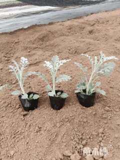 高度15厘米银叶菊