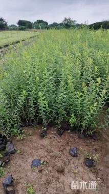 高度120厘米杞柳