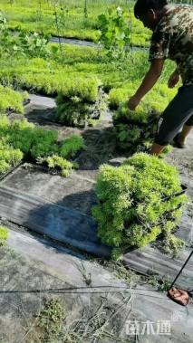 高度10厘米金叶佛甲草