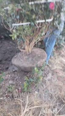 高度180厘米茶梅