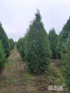 高度300厘米侧柏