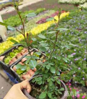 高度20厘米钻石月季