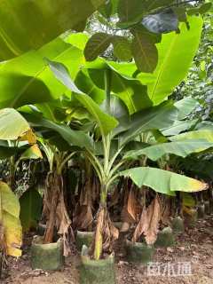 高度150厘米香蕉