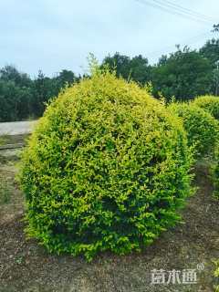 冠幅200厘米金冠小叶女贞球