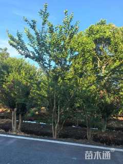 高度400厘米丛生紫薇