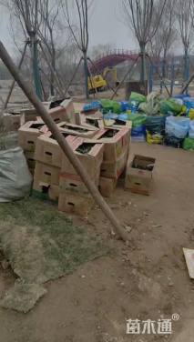 高度30厘米紫娇花