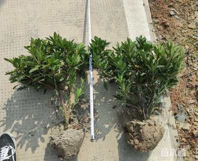 高度50厘米毛鹃