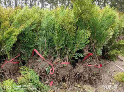 高度50厘米洒金柏