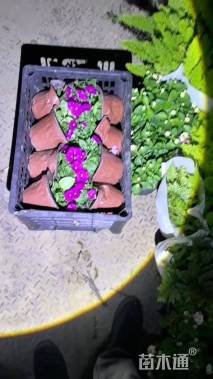 高度10厘米矮牵牛