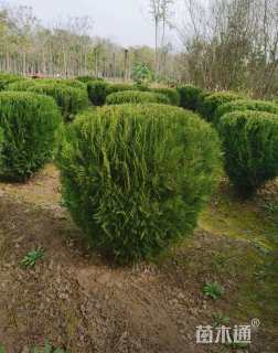 高度120厘米侧柏球