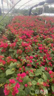 高度35厘米红花勒杜鹃