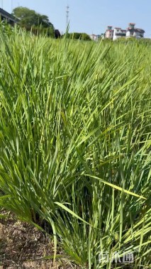 高度20厘米马莲