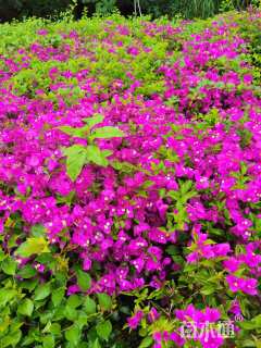 高度75厘米三角梅