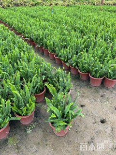 高度25厘米肾蕨