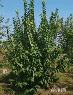 高度350厘米丛生蜡梅