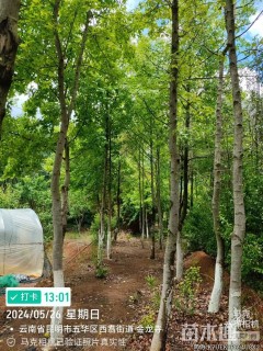 高度200厘米小叶女贞