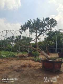 高度300厘米石榴