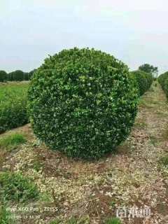 冠幅230厘米大叶黄杨球