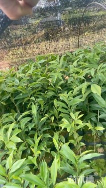 高度60厘米沉香小苗